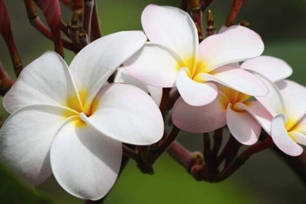 white frangipani flowers