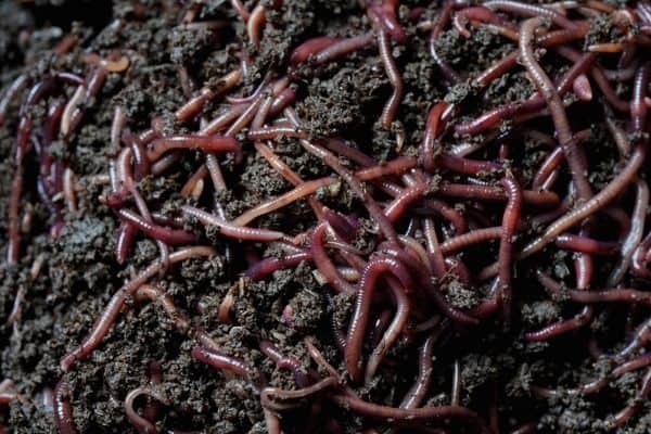 worm farm fertilizer