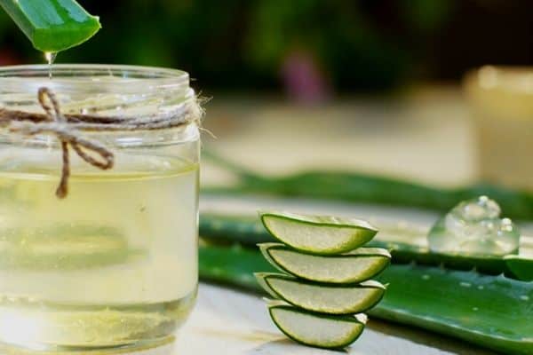 aloe vera for plant propagation