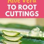 using aloe vera to root cuttings