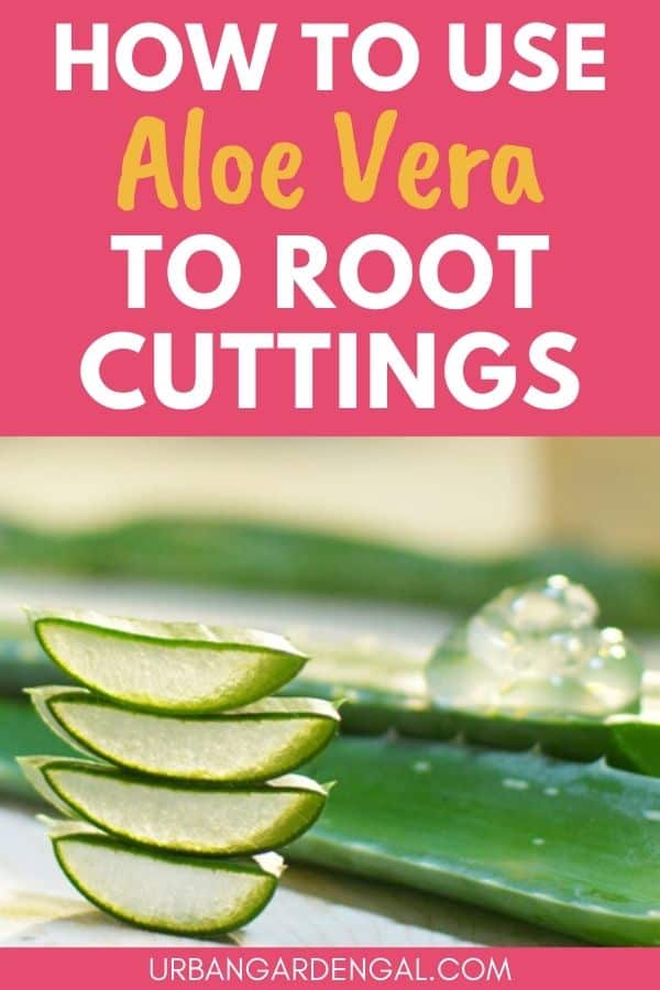 aloe vera rooting hormone