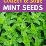saving mint seeds