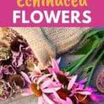 drying echinacea flowers
