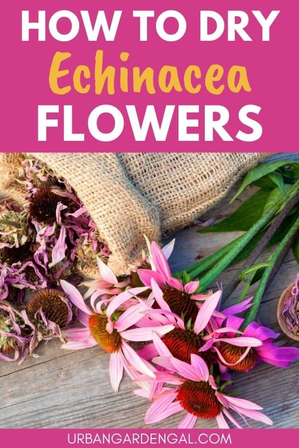 drying echinacea flowers