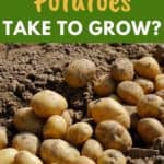 length of time to grow potatoes