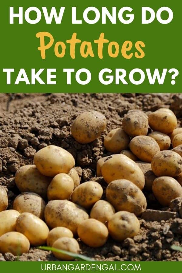 potato growth time