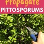 pittosporum propagation