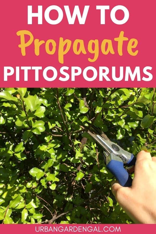 propagating pittosporum plants