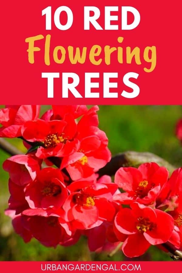 trees with red flowers