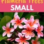 small plumeria plant