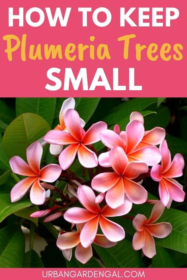 small frangipani trees