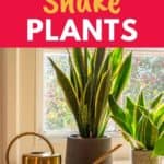 watering snake plants