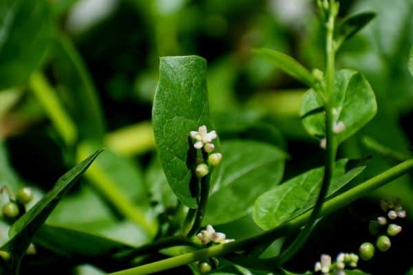 climbing spinach plants