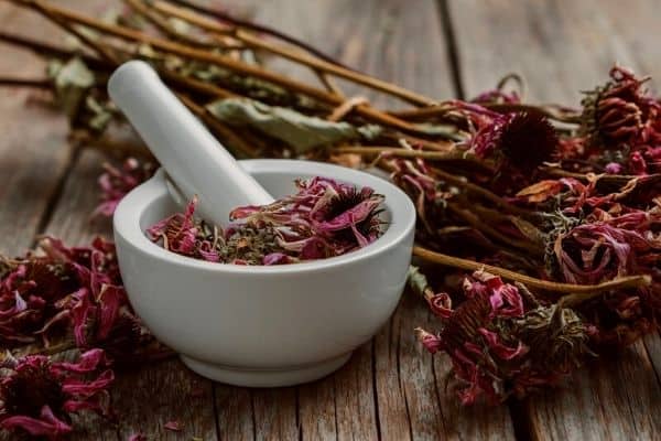 dried echinacea flowers