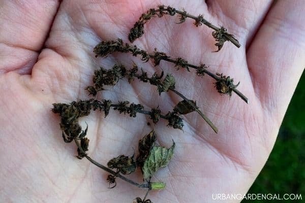 dried mint flowers