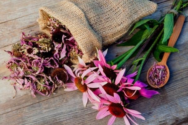 drying echinacea flowers