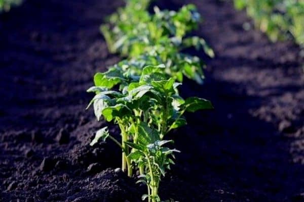 growing potatoes