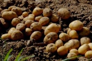 Read more about the article How Long Do Potatoes Take To Grow?