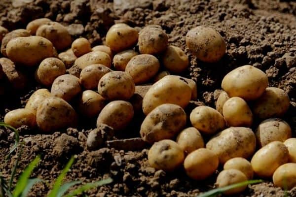 harvesting potatoes