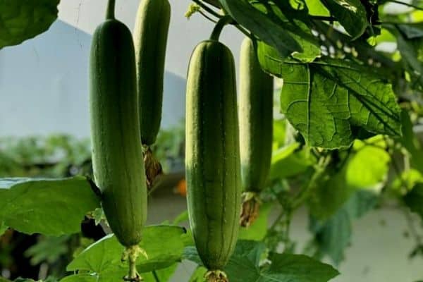 luffa vine on a trellis