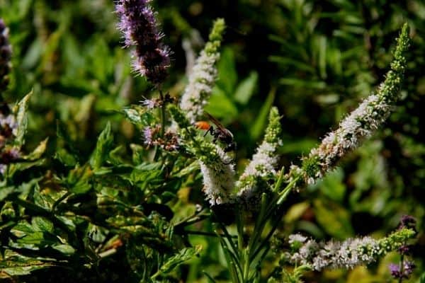 mint flowers