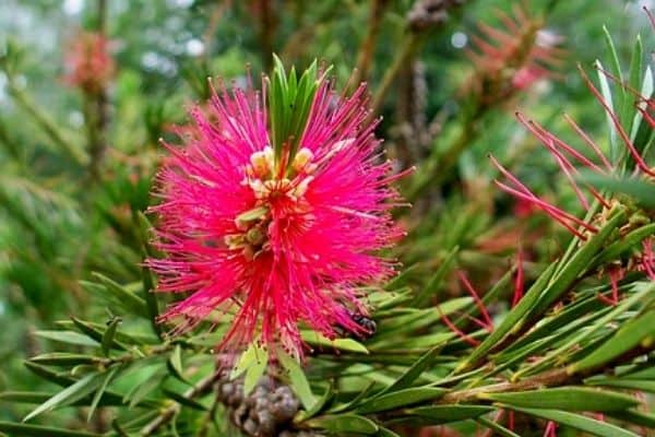 pink bottlebrush tree