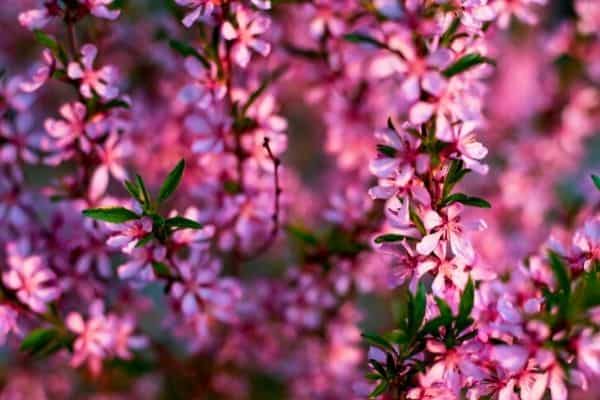 pink flowering almond