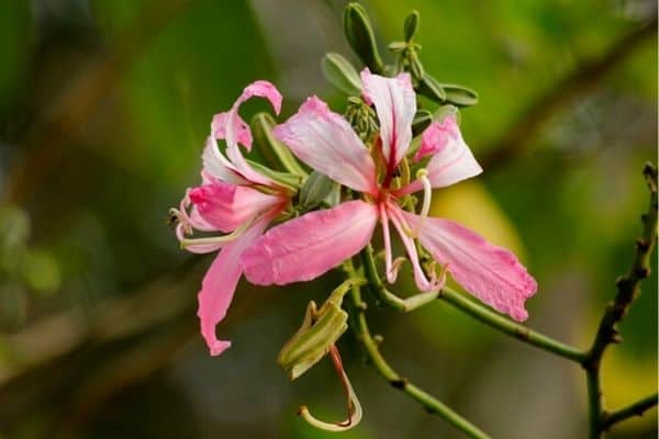 pink orchid tree