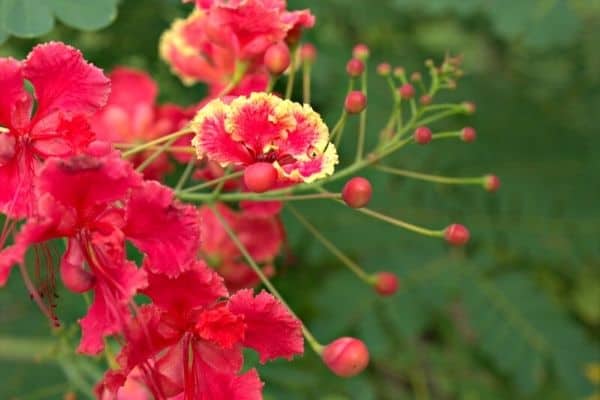 pink poinciana tree