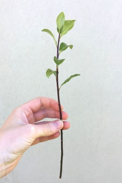 pittosporum cutting