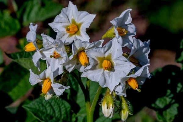 potato flowers