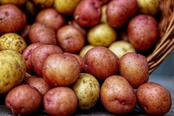 potato growing stages