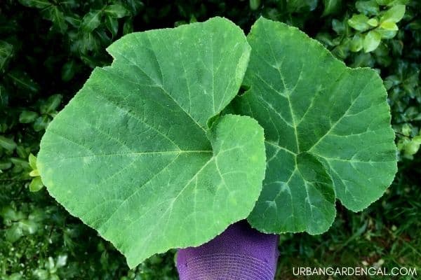 harvesting pumpkin leaves