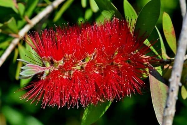 red bottlebrush flower