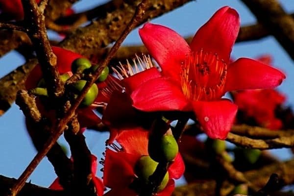 red silk cotton tree flowers