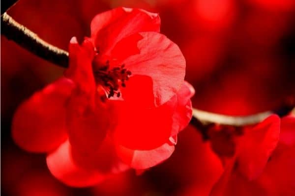 red crabapple flowers