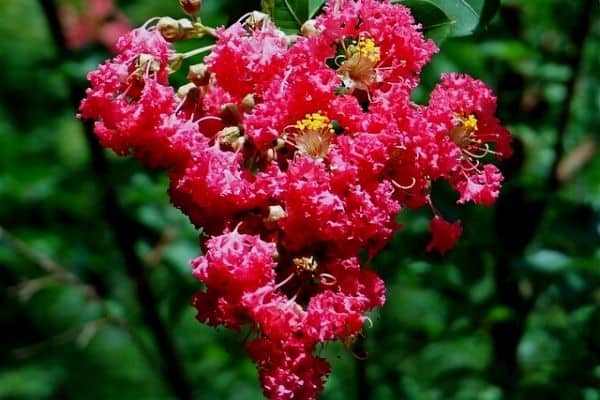 red crape myrtle flowers