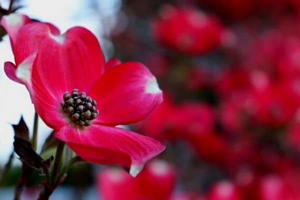 red dogwood flower