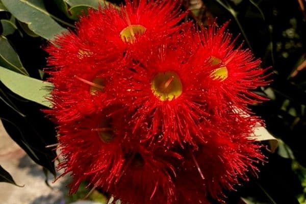 red eucalyptus flowers