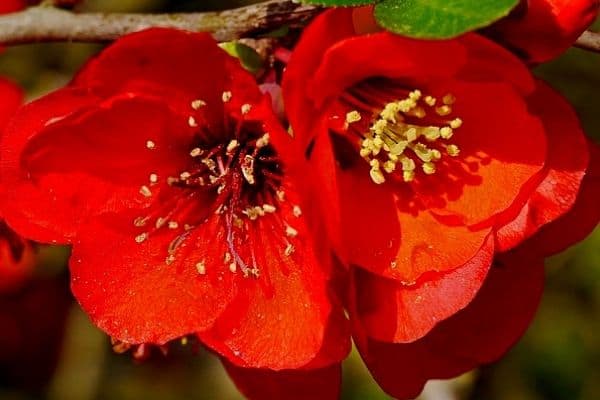 Read more about the article 10 Beautiful Red Flowering Trees