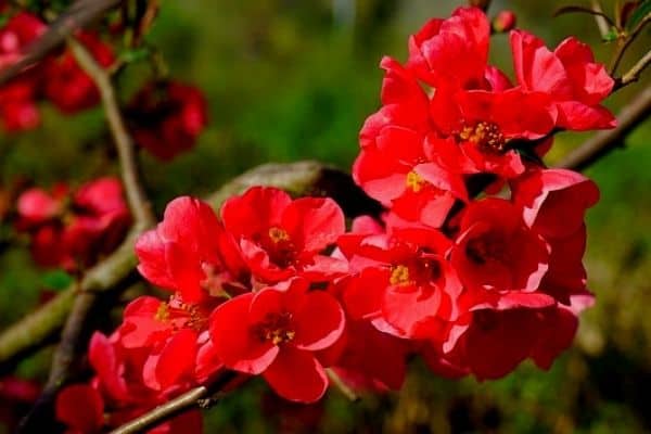 japanese flowering quince