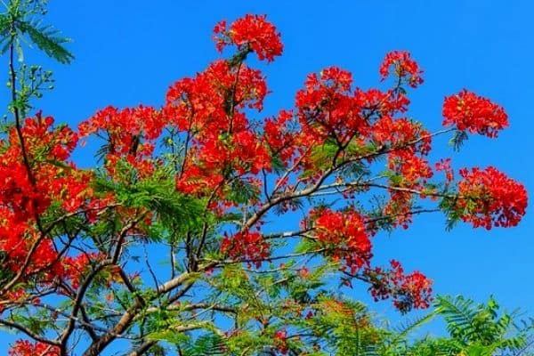 red poinciana tree