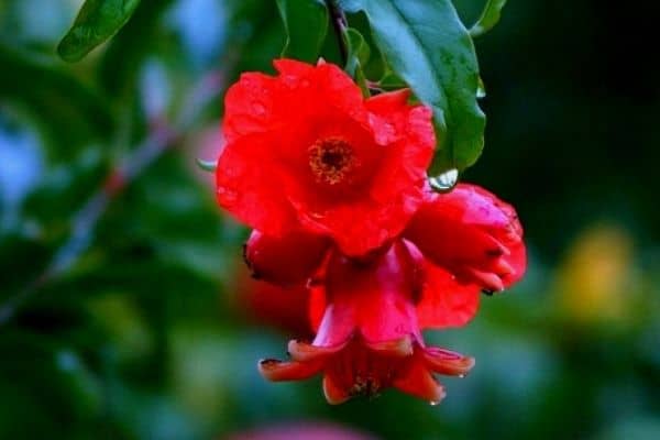 pomegranate flowers