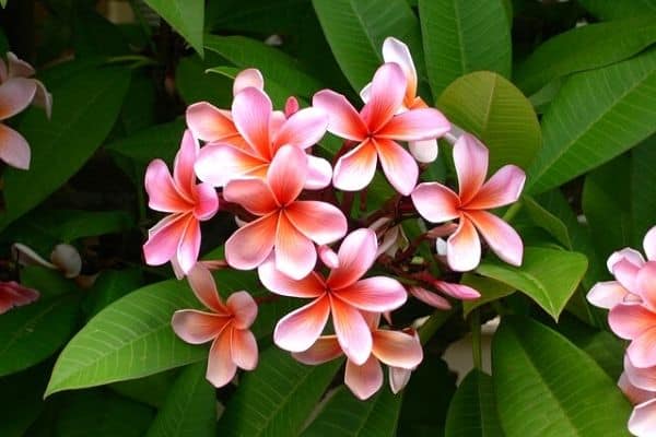 small plumeria tree