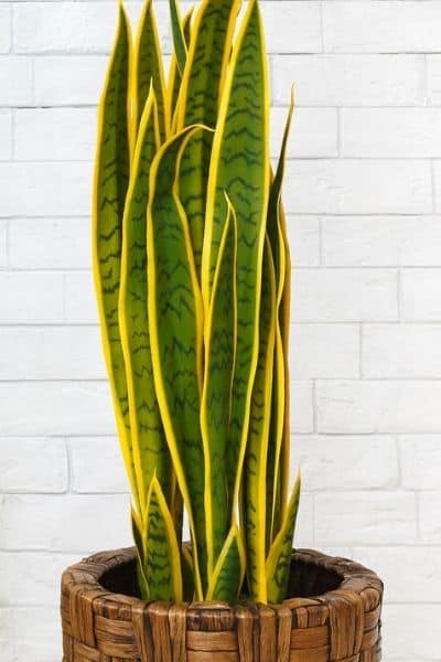 snake plant in a brown pot