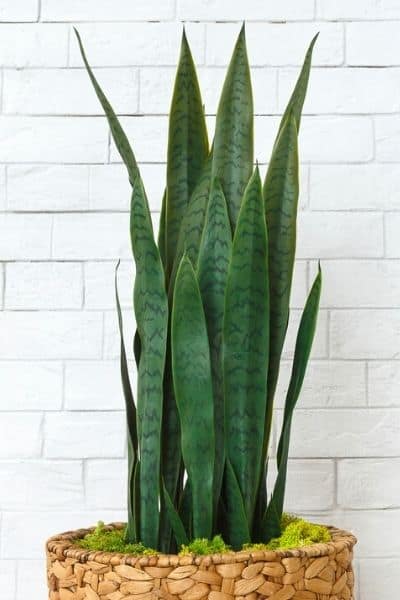 watering a sansevieria plant