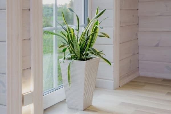 snake plant next to sunny window