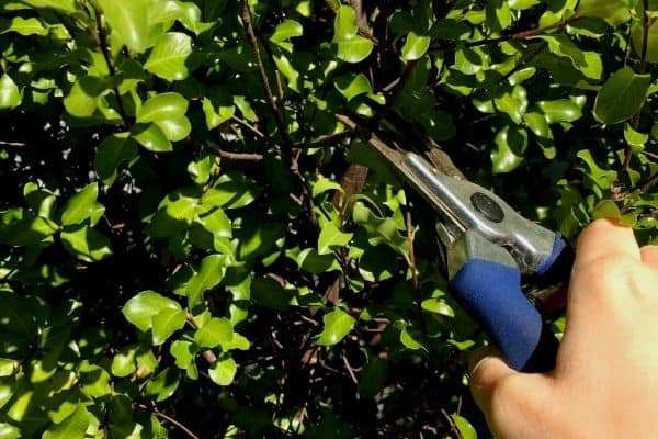 taking pittosporum cuttings