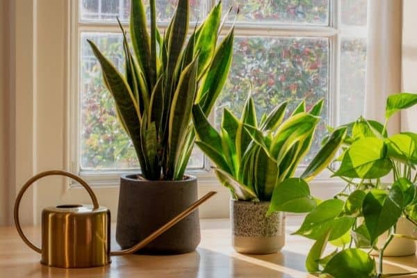 watering snake plants