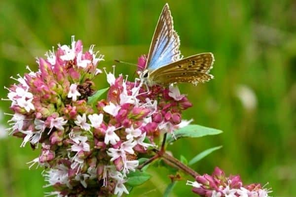 butterfly on oregano flower